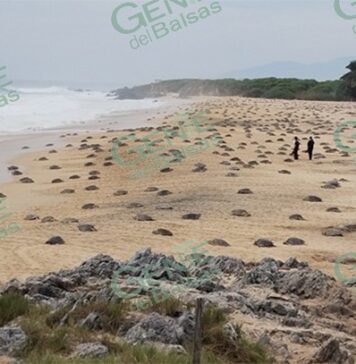 Invitan a visitar Ixtapilla el fin de semana a la arribazón de tortugas