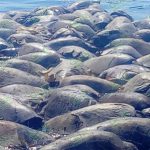 Piden aplicar la ley por muerte de 300 tortugas atrapadas en redes