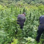 Policía Michoacán localiza y destruye 11 plantíos de marihuana