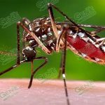 LC a la baja en casos de dengue: Dr. Olvera