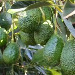 Michoacán, líder nacional en 45 productos del campo