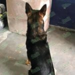 Con el apoyo de un canino PF asegura droga en el aeropuerto de Morelia