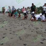 Compesca espera superar la meta de 700 mil crías liberadas esta temporada
