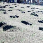En El Habillal, liberan a 1,200 tortugas; sin apoyo estatal desde el 2014, lamentan