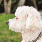 Corte avala cobro de IVA en alimento para mascotas