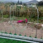 Lo matan y luego lo dejan envuelto en una cobija