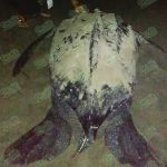 Sale tortuga Laúd a desovar en campamento cercano a El Habillal