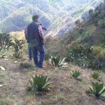 Incentiva Sedrua 10 proyectos para producción de mezcal