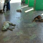 Perros en la calle, riesgo que debería atender el gobierno municipal: JSN8