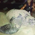 Tortuga Laúd sigue estando en grave peligro de extinción
