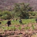 Policía Michoacán localiza y destruye un plantío de marihuana