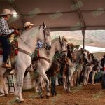 En exhibición y venta, el mejor ganado de la región durante la Expo Fiesta Michoacán 2019