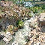 ECOCIDIO EN GUACAMAYAS