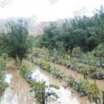 Asegura Sedrua cultivos y granjas de peces contra fenómenos climáticos; pagará 115.9 mdp