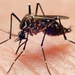 El 82% de los casos de dengue en Michoacán se han detectado en LC