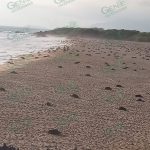 Inicia segunda arribazón de tortuga golfina en Ixtapilla