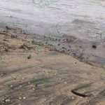 Tormenta tropical Narda causa destrozos en nidos de huevos de tortuga