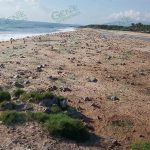 Fin de semana de arribazón de tortuga y liberación de crías