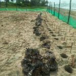 Continúan liberación de tortugas, campamentos con leves daños tras ¨Narda¨