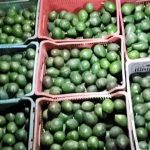 Detienen a dos presuntos ladrones de aguacate