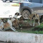Manada de perros muerden y amenazan la salud pública en LC; autoridad lo ignora