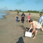 Campamento tortuguero de Solera de Agua, sigue liberando crías de Golfina