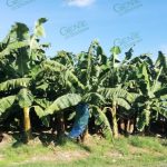 Se dispara precio de plátano en Coahuayana