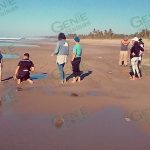 Campamento de Solera de Agua supera meta de liberación de 100 crías de tortuga