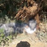 Localizan cadáver baleado y encobijado