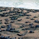 Se proponen liberar un millón de crías de tortuga 19 campamentos