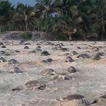 Gran arribazón de tortugas golfinas en Ixtapilla