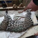 En Caleta de Campos, salvan de morir atropellado a un Ocelote
