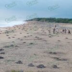 Inició gran arribazón de tortugas a Ixtapilla