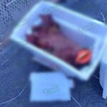 Cabeza de cerdo en una hielera con mensaje, moviliza a policías