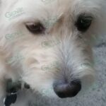 Vinculan a proceso a presunto responsable de crueldad animal ocurrido en LC