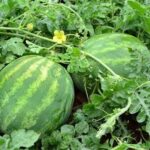 Produce Michoacán casi 21 mil toneladas anuales de sandía