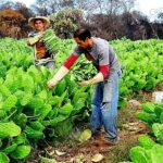 Michoacán, quinto productor nacional de nopal