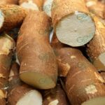 Jungapeo da 2° lugar a Michoacán en producción de yuca