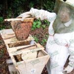 Michoacán exporta cerca de mil toneladas de miel