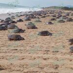 4to. arribo masivo de tortuga “Golfina” en Punta Ixtal