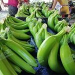Exigen en Coahuayana precios justos libres al productor de plátano