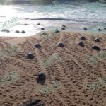 Inician tortugas golfinas nuevo espectáculo de vida en Ixtapilla