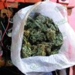 Policía Michoacán detiene a 3 en posesión de marihuana
