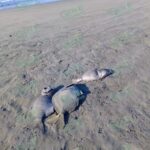 AMBIENTALISTAS DEMANDAN ESTUDIOS SERIOS PARA DETERMINAR MORTANDAD DE PECES