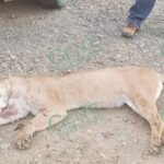 Ciudadanos y ambientalistas protestan por asesinato de puma en Aquila