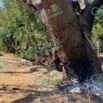 Manos criminales prenden fuego a Parota en camino a Zapotán