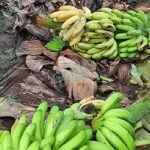 Tumbará Coahuayana más de 12 mil 500 toneladas de plátanos canelos