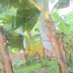 Paro de aéreo fumigadoras crea crisis platanera en Coahuayana