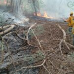 Afectadas 100 hectáreas de bosque por incendio forestal en Coalcomán
