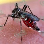 Registra LC contagios de dengue con signos de alarma en niños